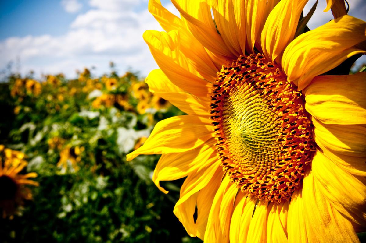 充满阳光句子，朝着太阳生长，做个温暖的人，不卑不亢，清澈生活(图4)