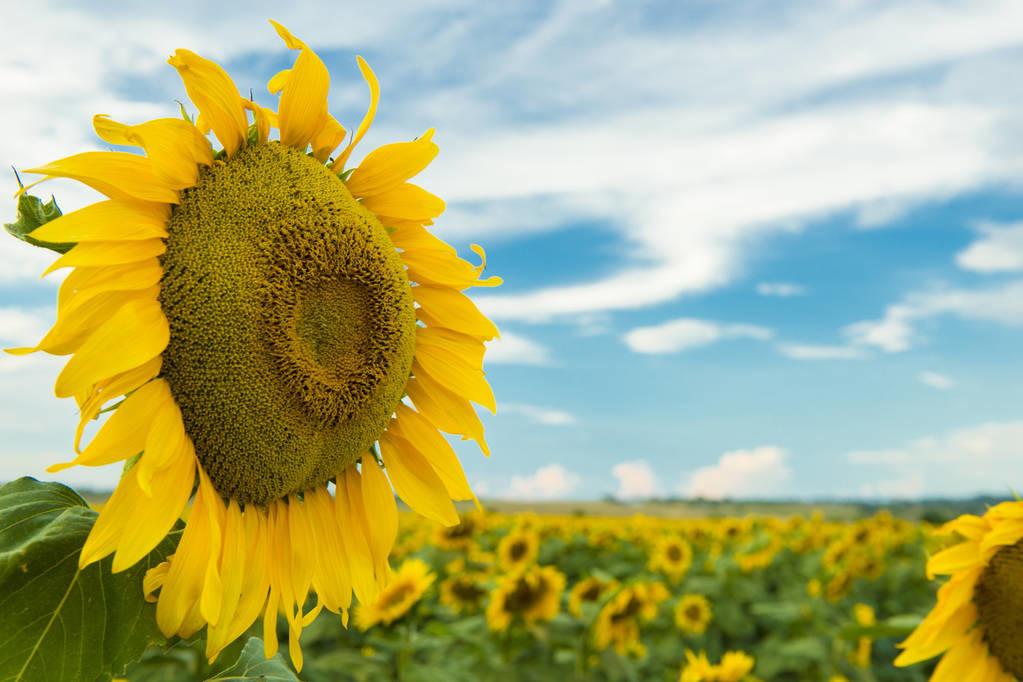 充满阳光句子，朝着太阳生长，做个温暖的人，不卑不亢，清澈生活(图6)
