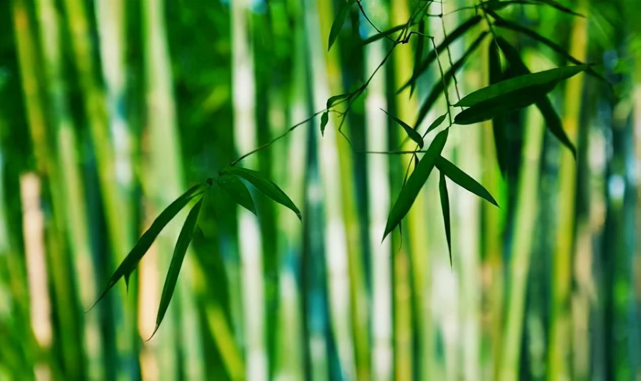 这几首说老师的古诗，看完太感慨！(图2)