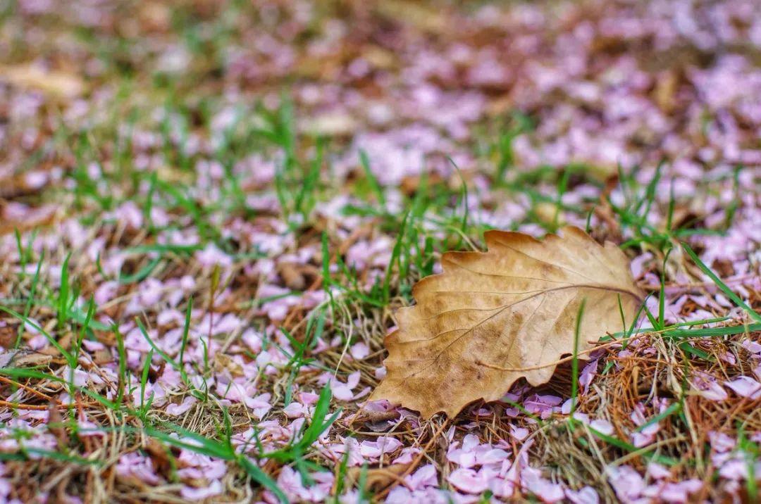 这几首说老师的古诗，看完太感慨！(图4)