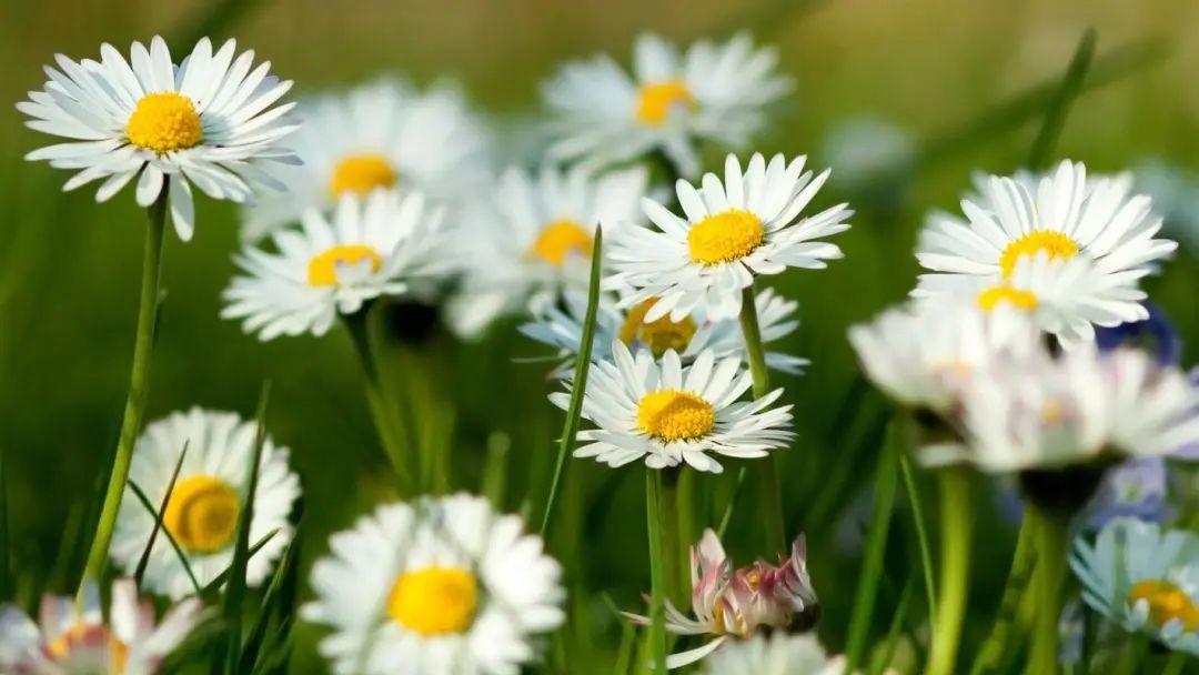 写给老师的祝福语，发朋友圈点赞连连!(图4)