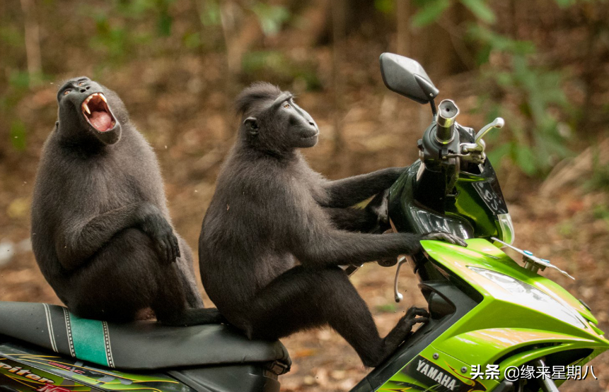 农村8句损人“歇后语”，骂人不带一个脏字，幽默又搞笑(图2)