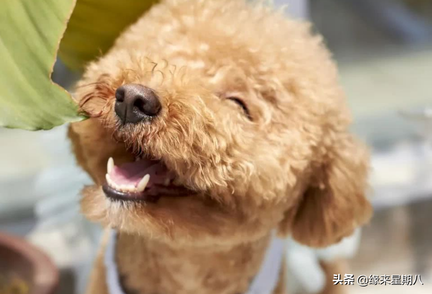 农村8句损人“歇后语”，骂人不带一个脏字，幽默又搞笑(图4)