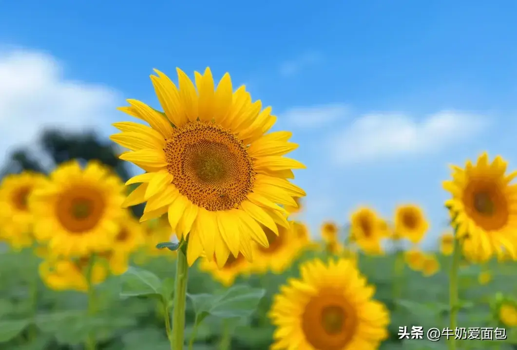 8首励志古诗词，点燃你的斗志，愿你不负时光，成就自己(图1)