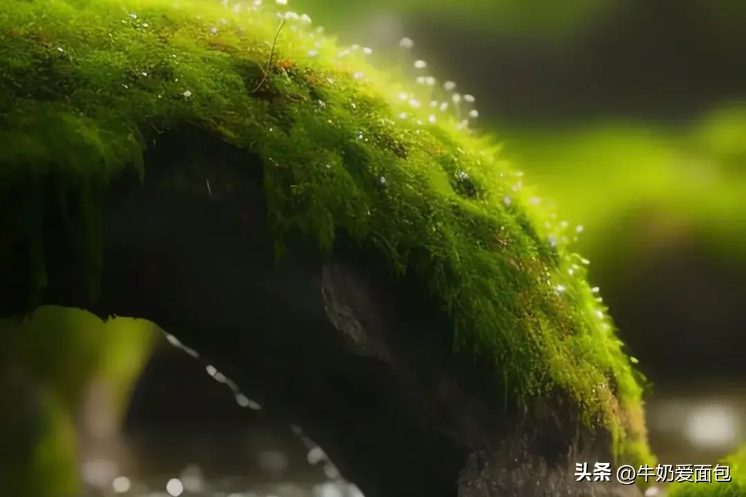 8首励志古诗词，点燃你的斗志，愿你不负时光，成就自己(图8)