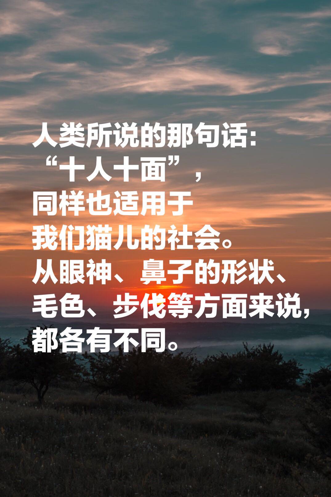 夏目漱石的《我是猫》，最经典的十段话，鲁迅评价"当世无匹"(图9)