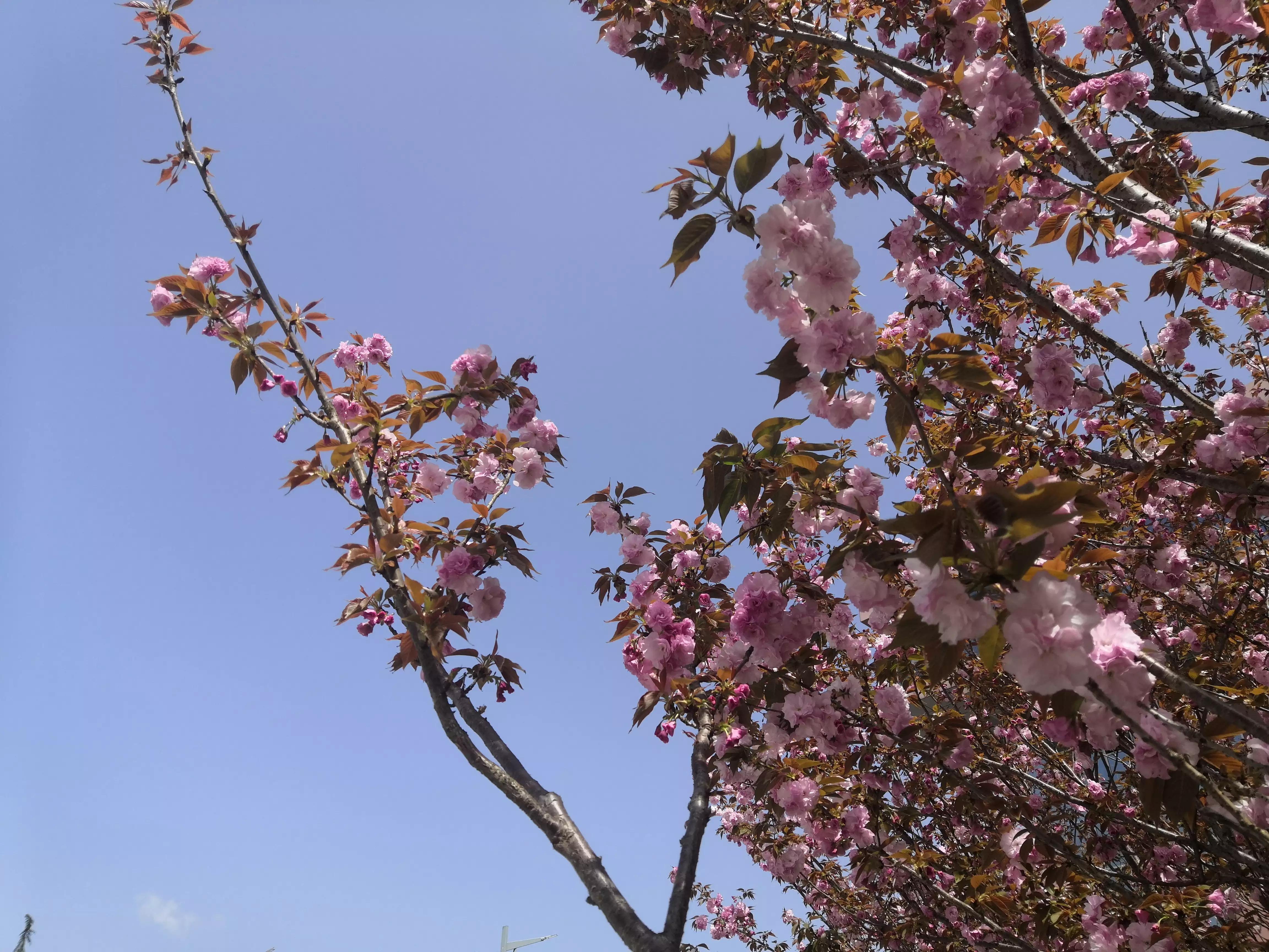 罗翔老师的爱情经典语录(图1)