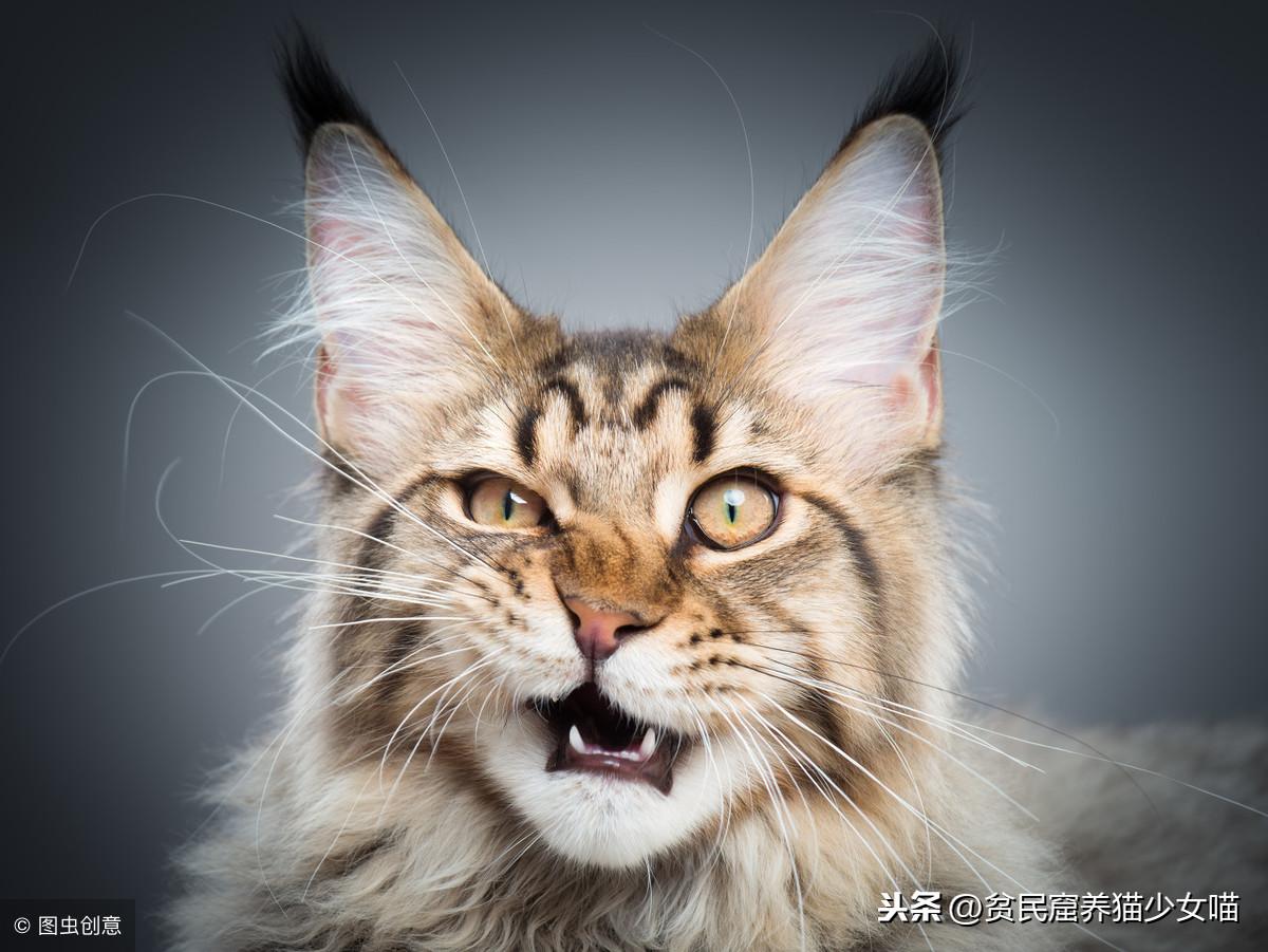 身为猫奴一定听过的劝退金句，今天咱们一起怒怼杠精(图2)