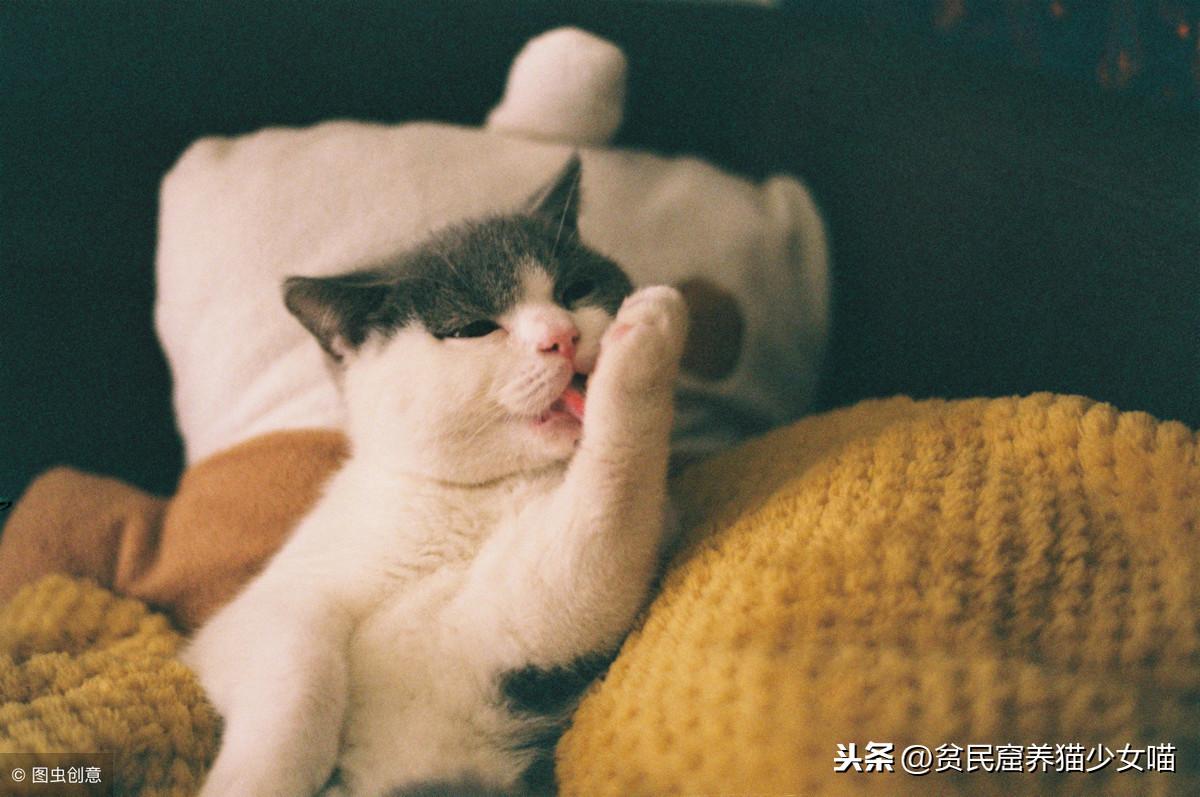 身为猫奴一定听过的劝退金句，今天咱们一起怒怼杠精(图3)