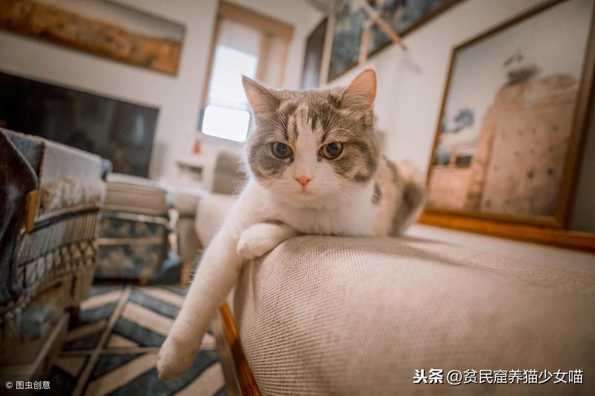 身为猫奴一定听过的劝退金句，今天咱们一起怒怼杠精(图5)