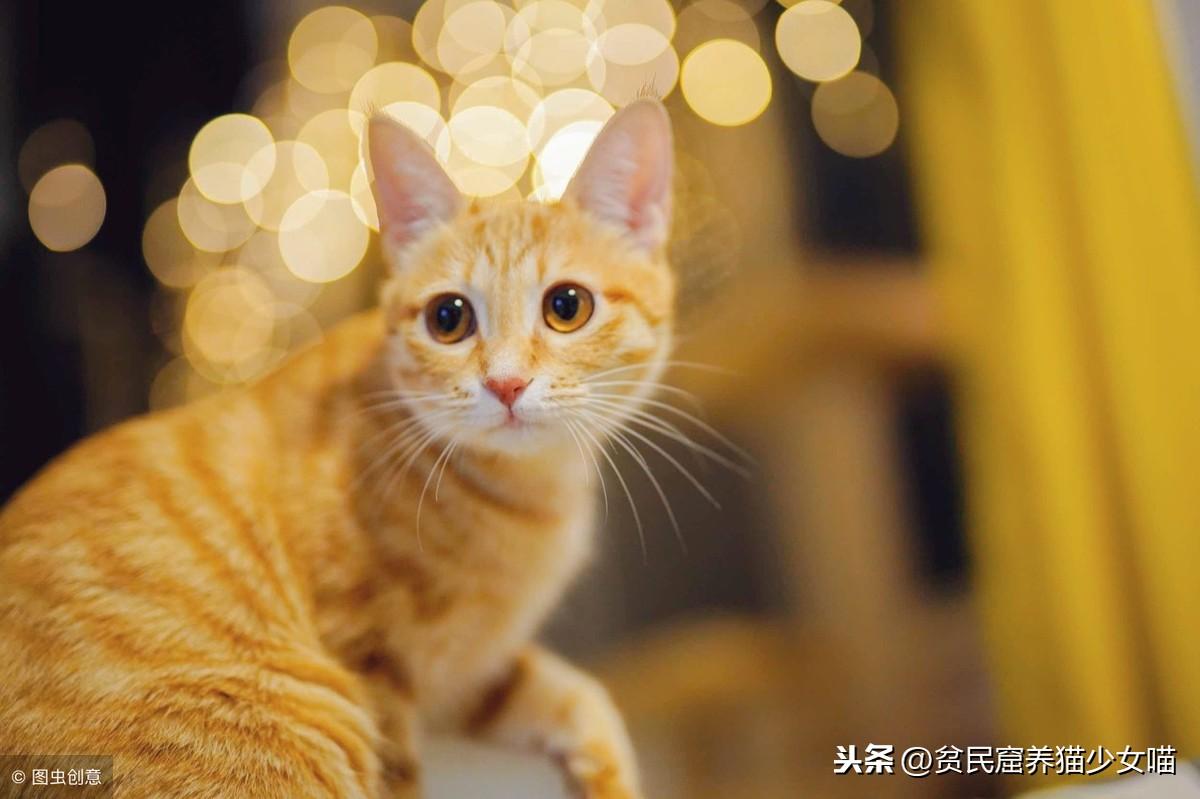 身为猫奴一定听过的劝退金句，今天咱们一起怒怼杠精(图6)