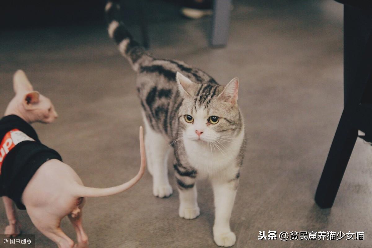 身为猫奴一定听过的劝退金句，今天咱们一起怒怼杠精(图7)