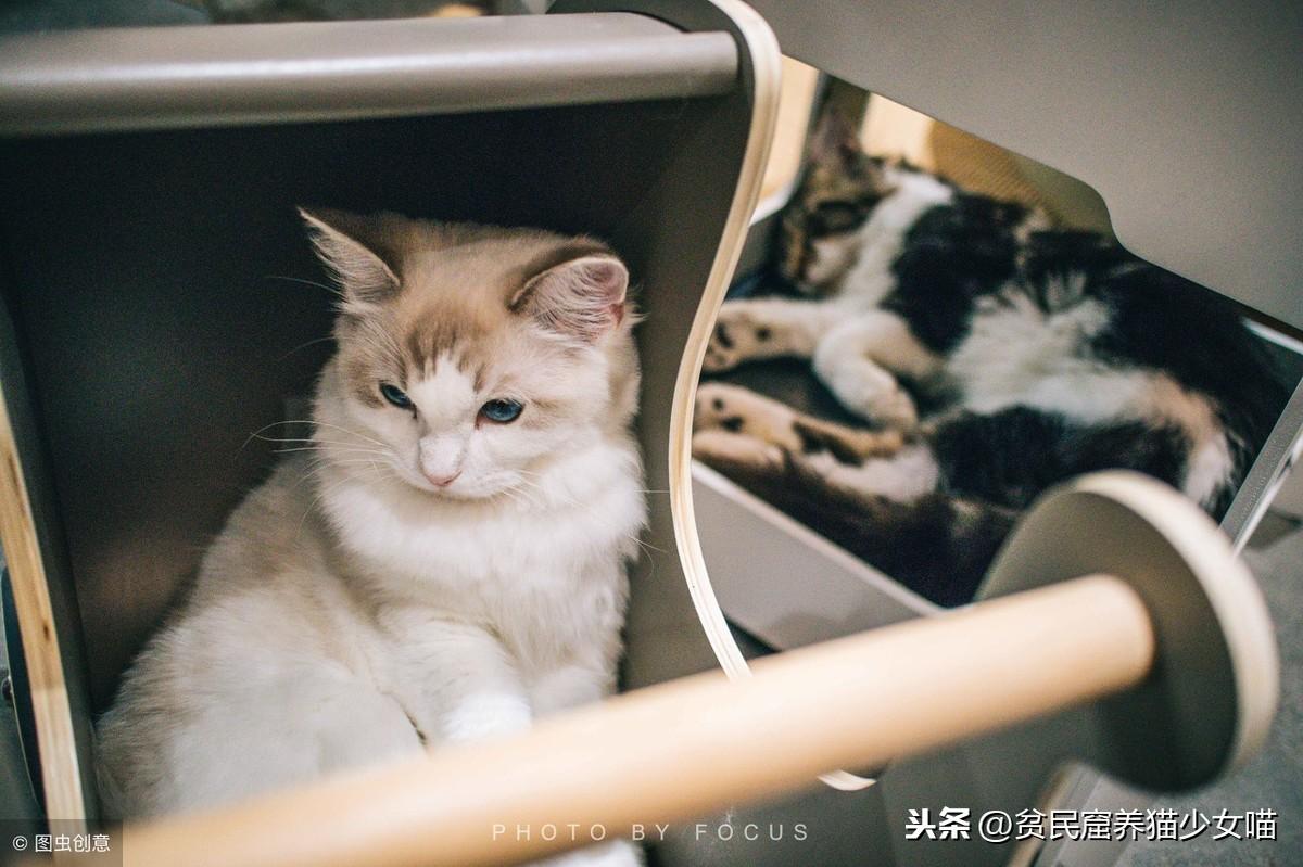 身为猫奴一定听过的劝退金句，今天咱们一起怒怼杠精(图8)