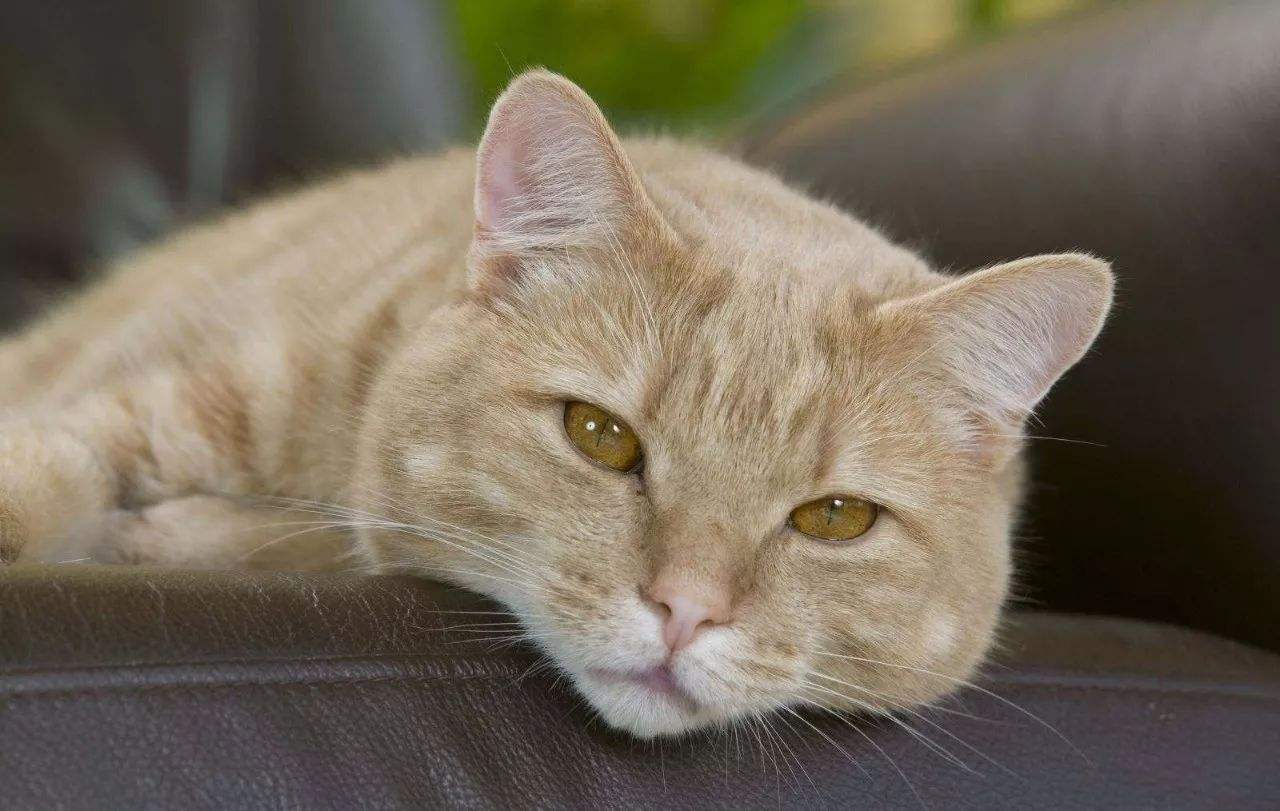 猫咪临终前，想跟你说的7句话，看完被它感动了(图2)