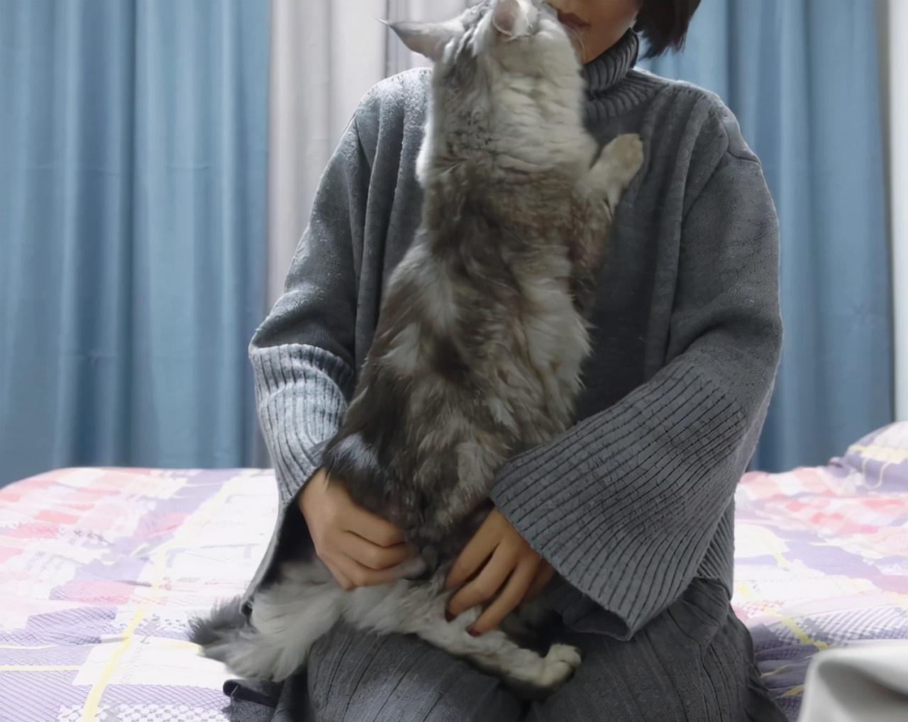 猫咪临终前，想跟你说的7句话，看完被它感动了(图5)