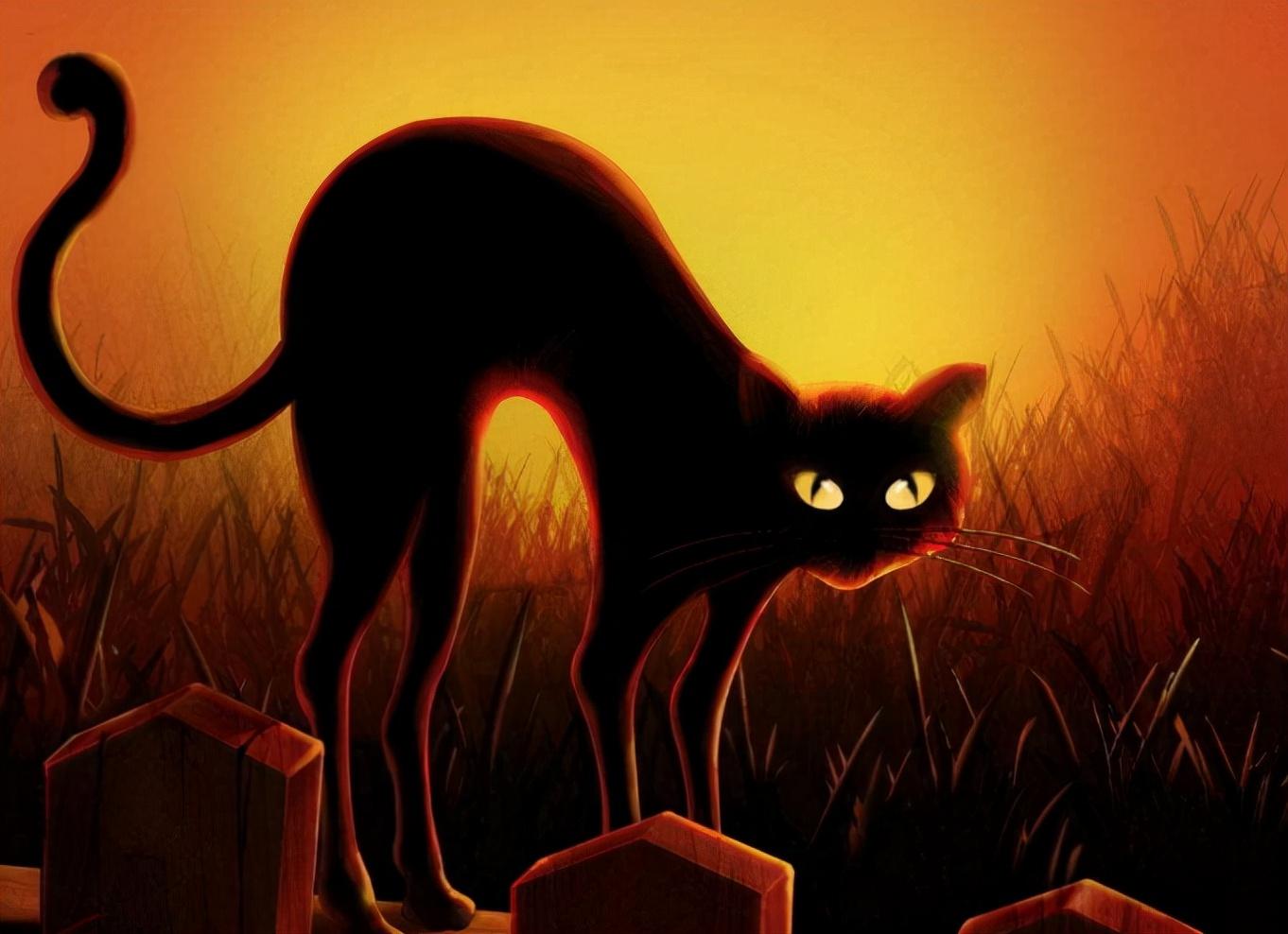 猫咪临终前，想跟你说的7句话，看完被它感动了(图8)