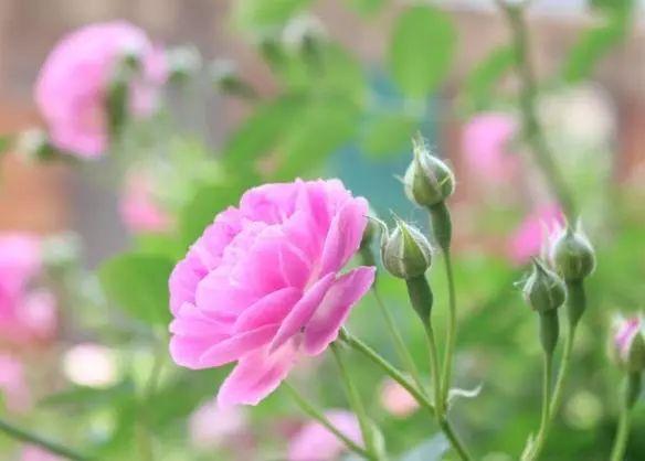 快乐人生的句子(图2)