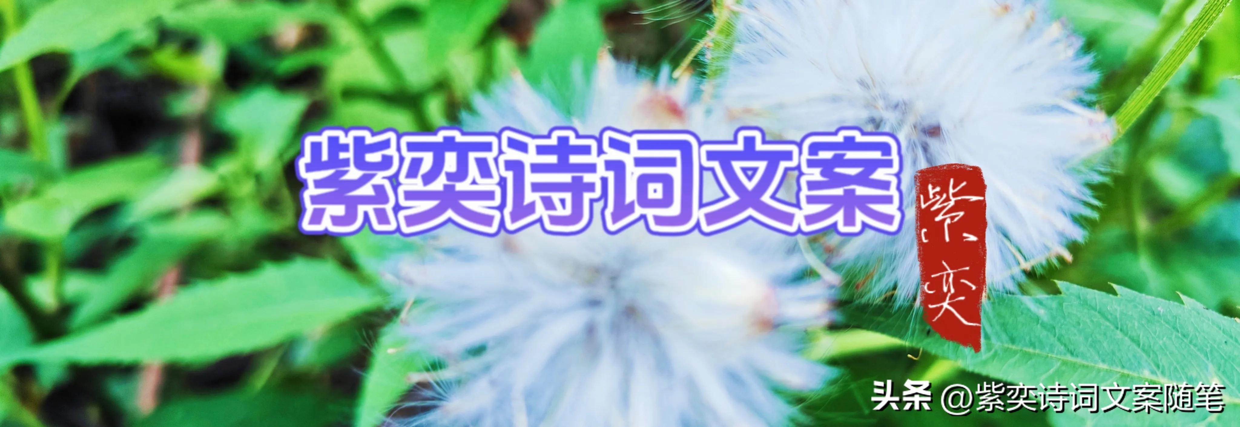 还可以这样写花？花的光芒，闪耀着永恒的美丽(图1)