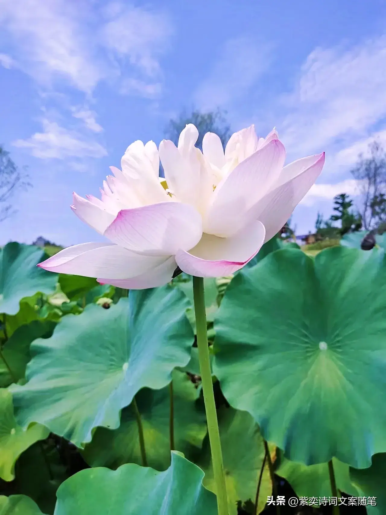 还可以这样写花？花的光芒，闪耀着永恒的美丽(图3)