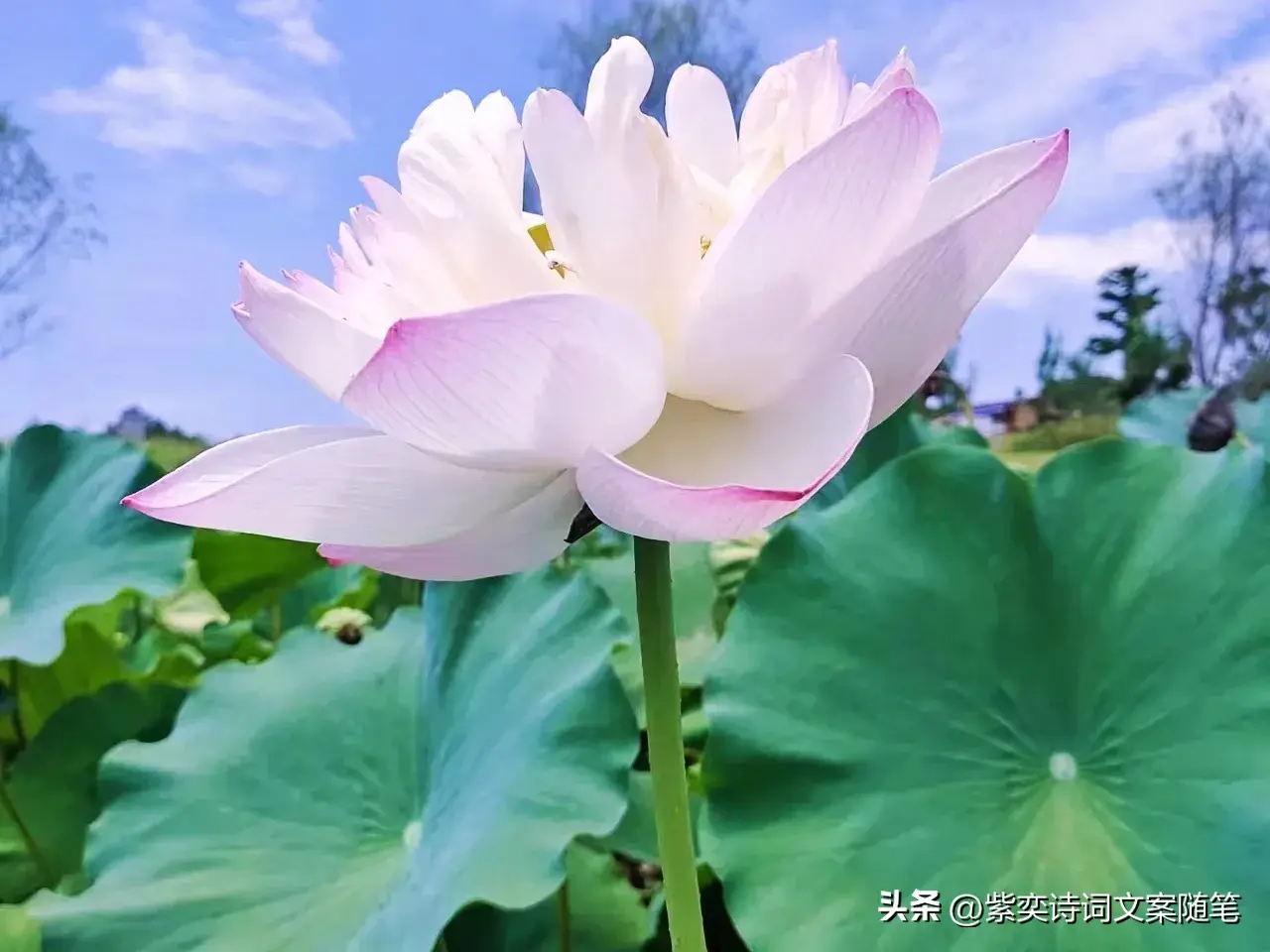 还可以这样写花？花的光芒，闪耀着永恒的美丽(图4)