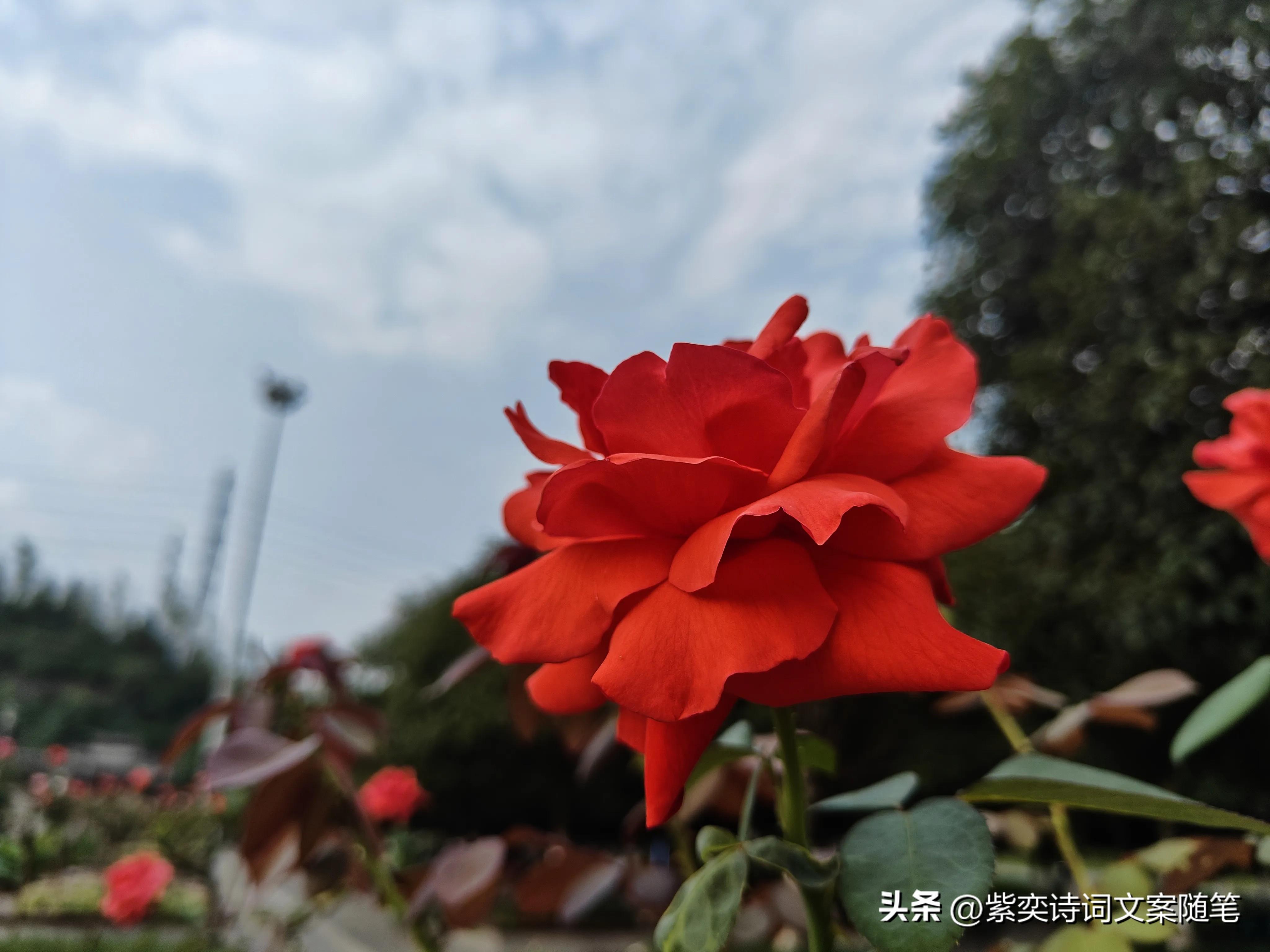 还可以这样写花？花的光芒，闪耀着永恒的美丽(图5)