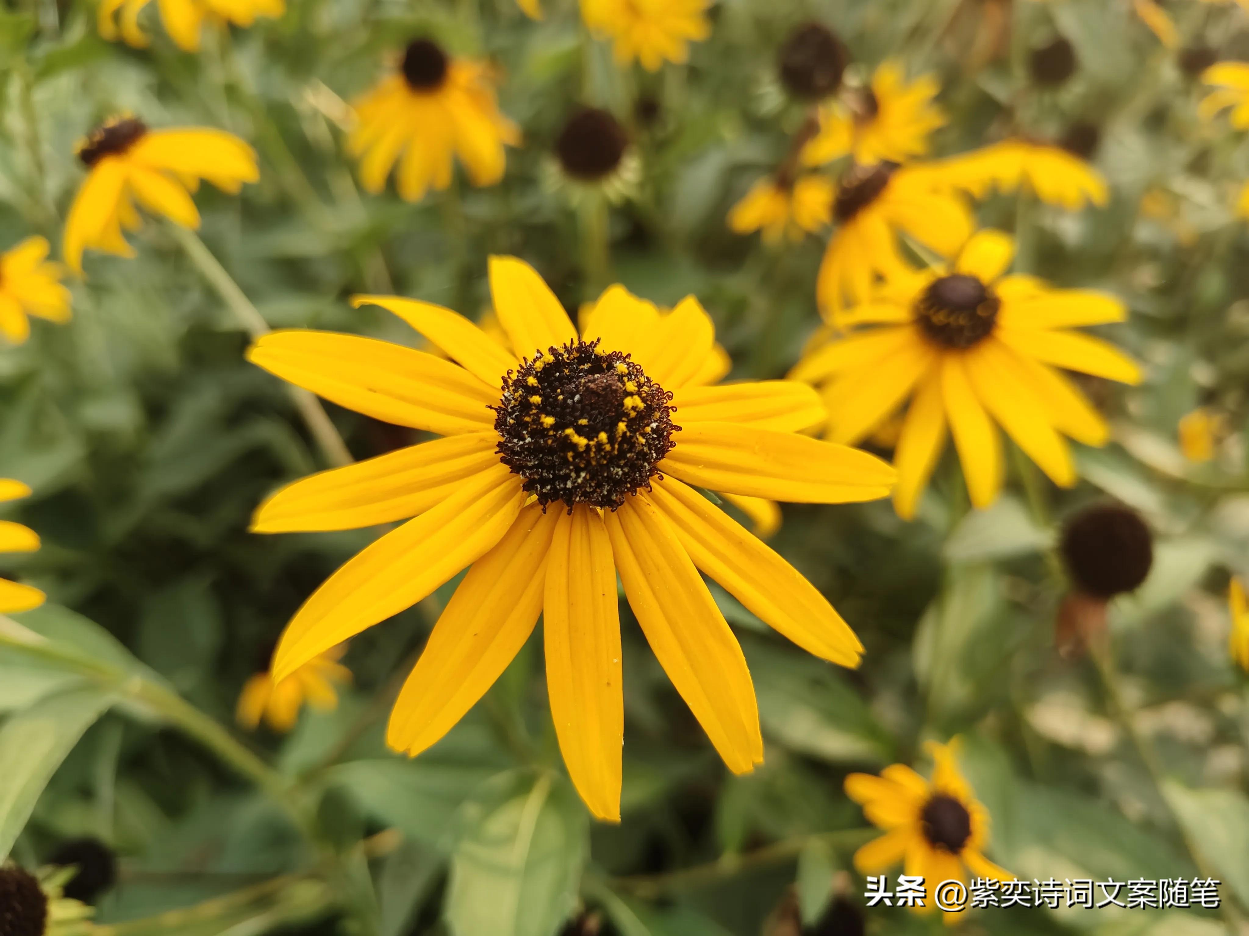 还可以这样写花？花的光芒，闪耀着永恒的美丽(图6)