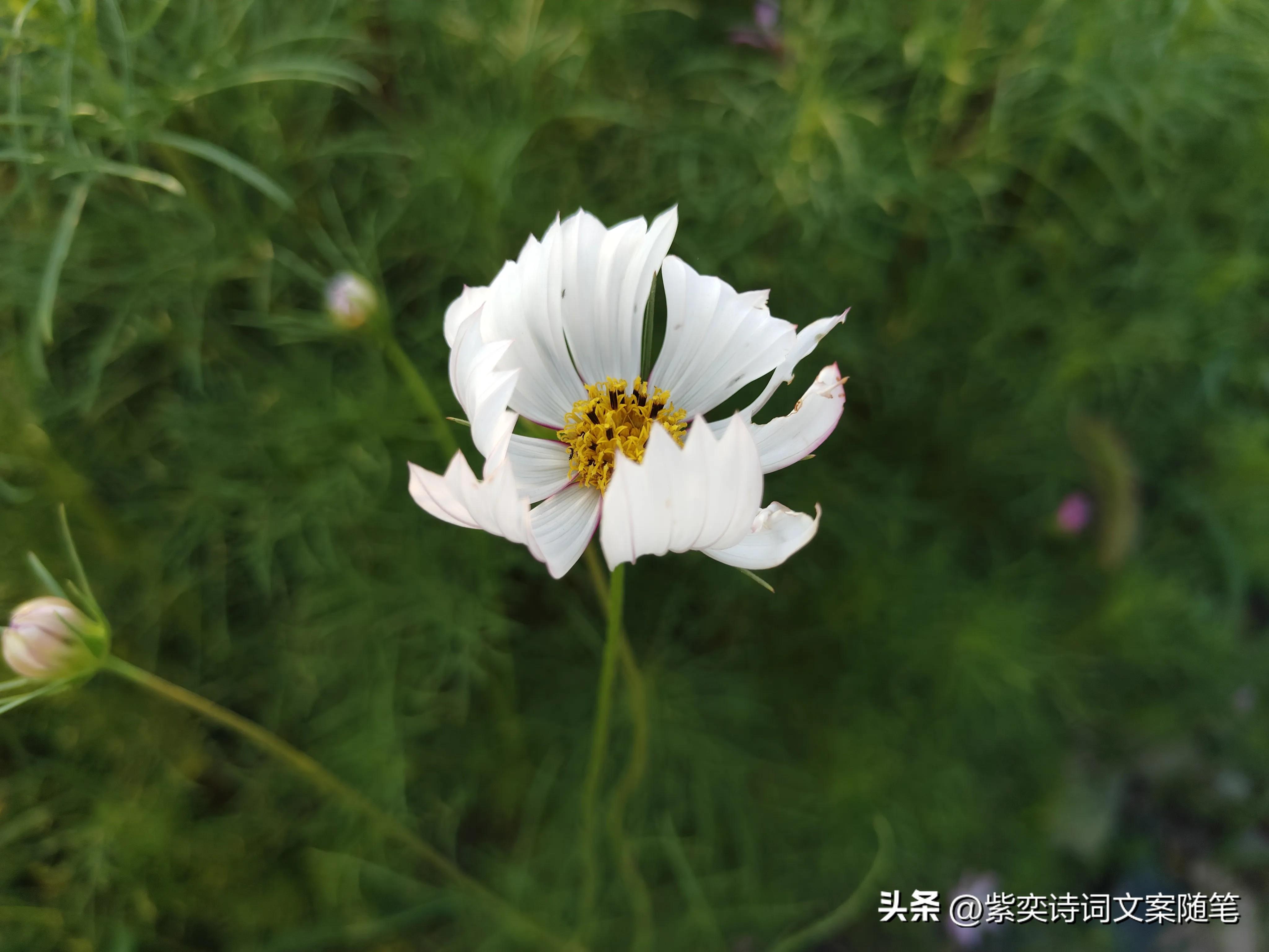 还可以这样写花？花的光芒，闪耀着永恒的美丽(图7)