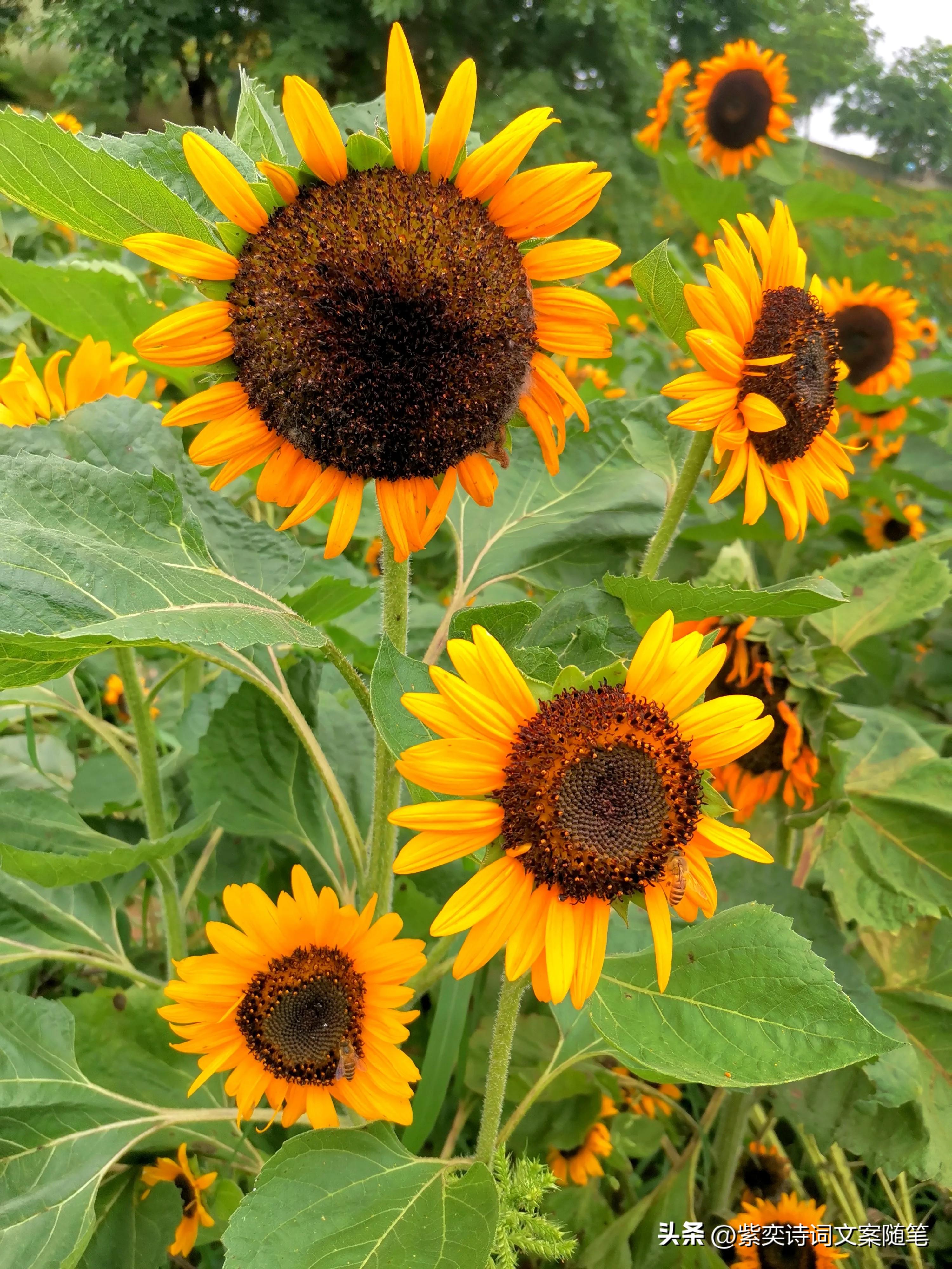 还可以这样写花？花的光芒，闪耀着永恒的美丽(图8)