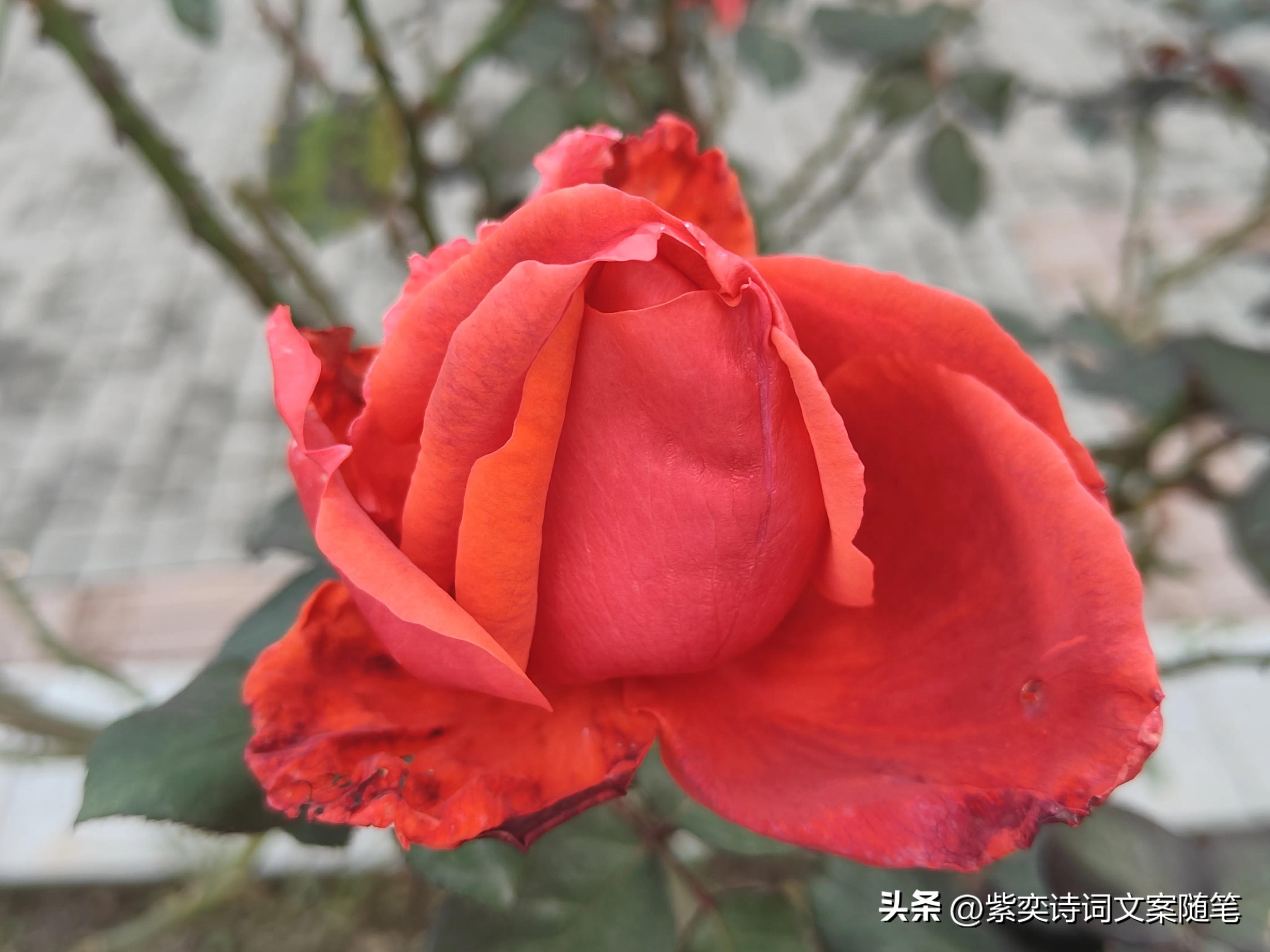 还可以这样写花？花的光芒，闪耀着永恒的美丽(图9)