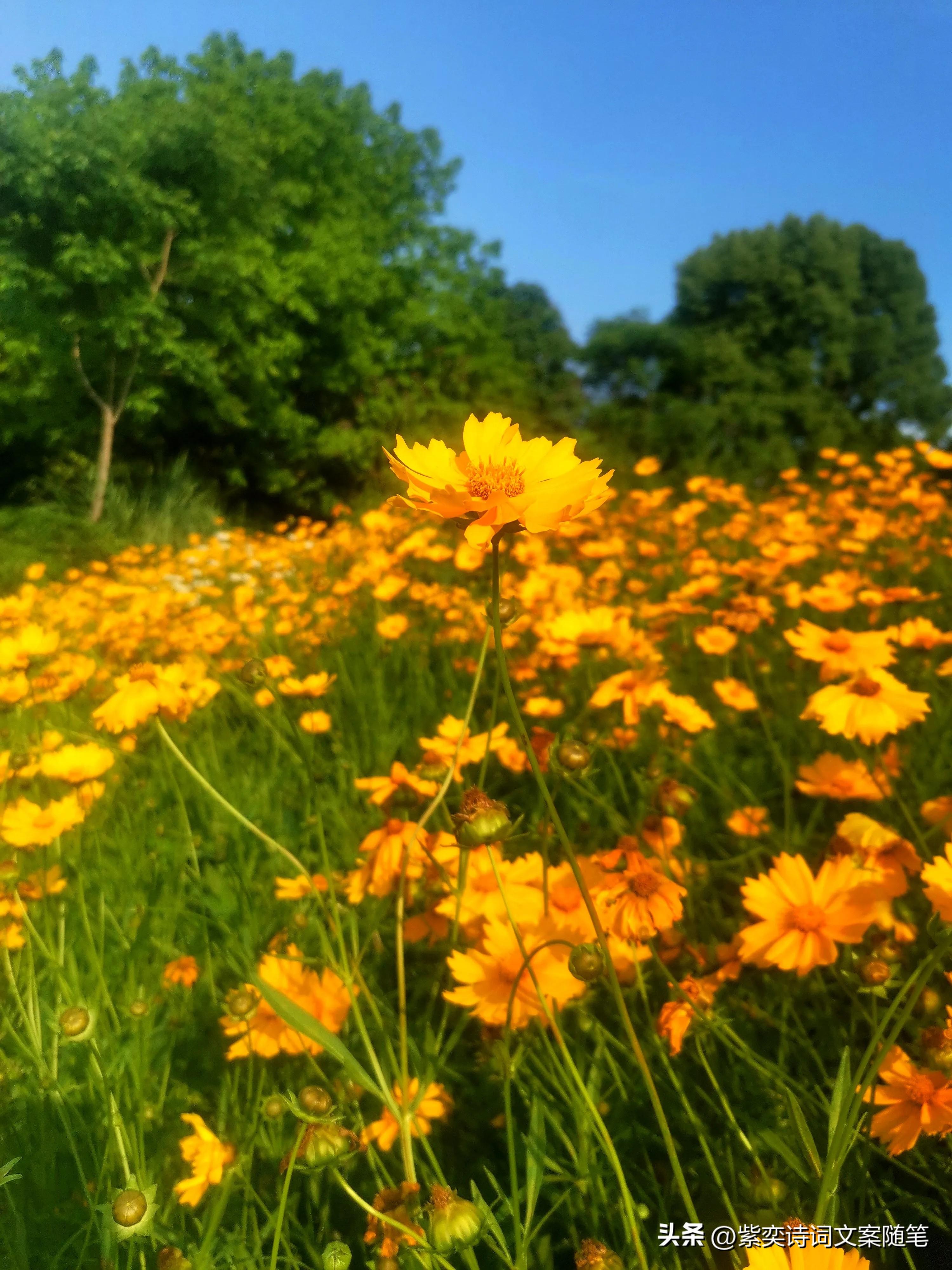 还可以这样写花？花的光芒，闪耀着永恒的美丽(图11)