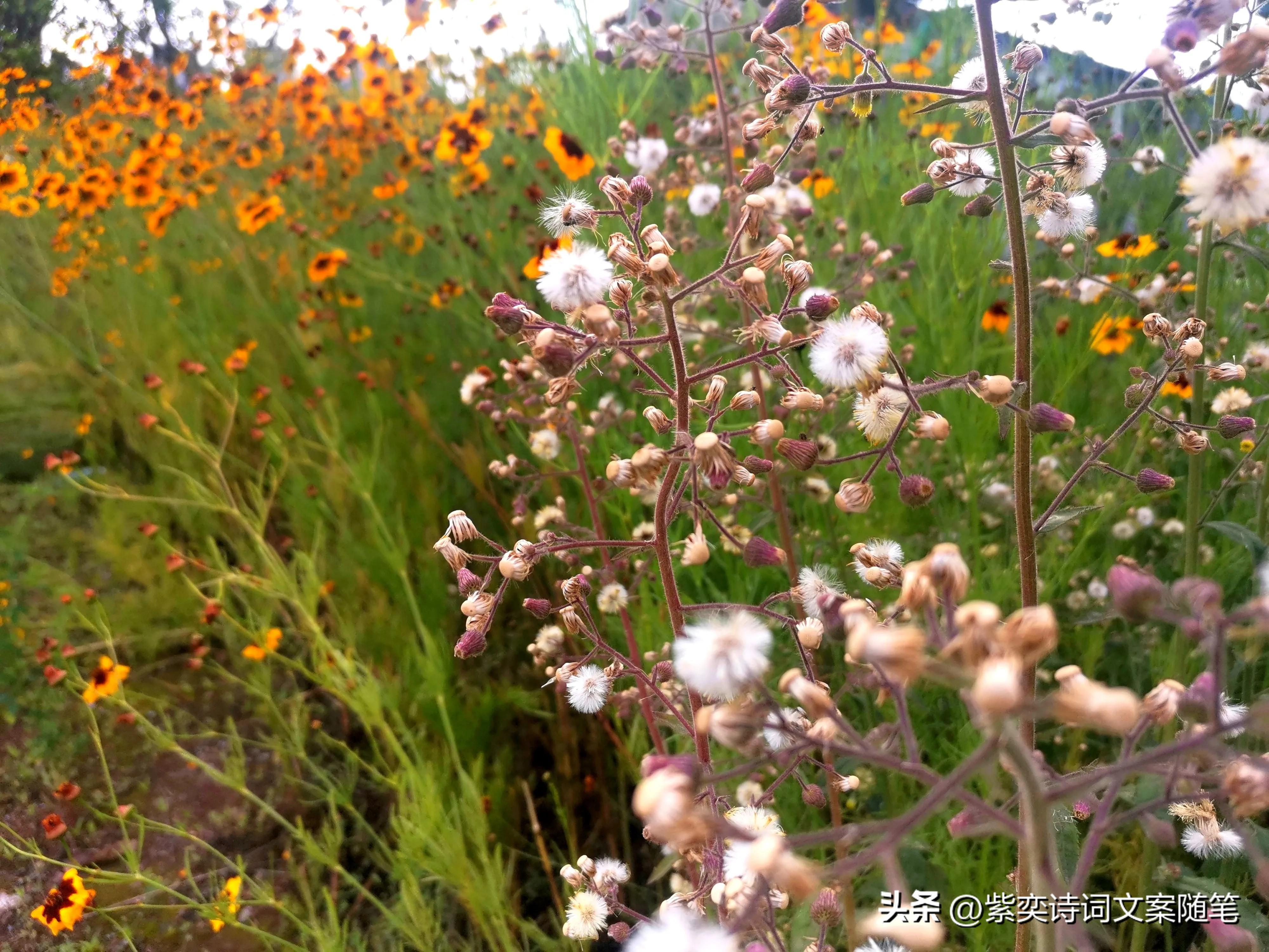 还可以这样写花？花的光芒，闪耀着永恒的美丽(图12)
