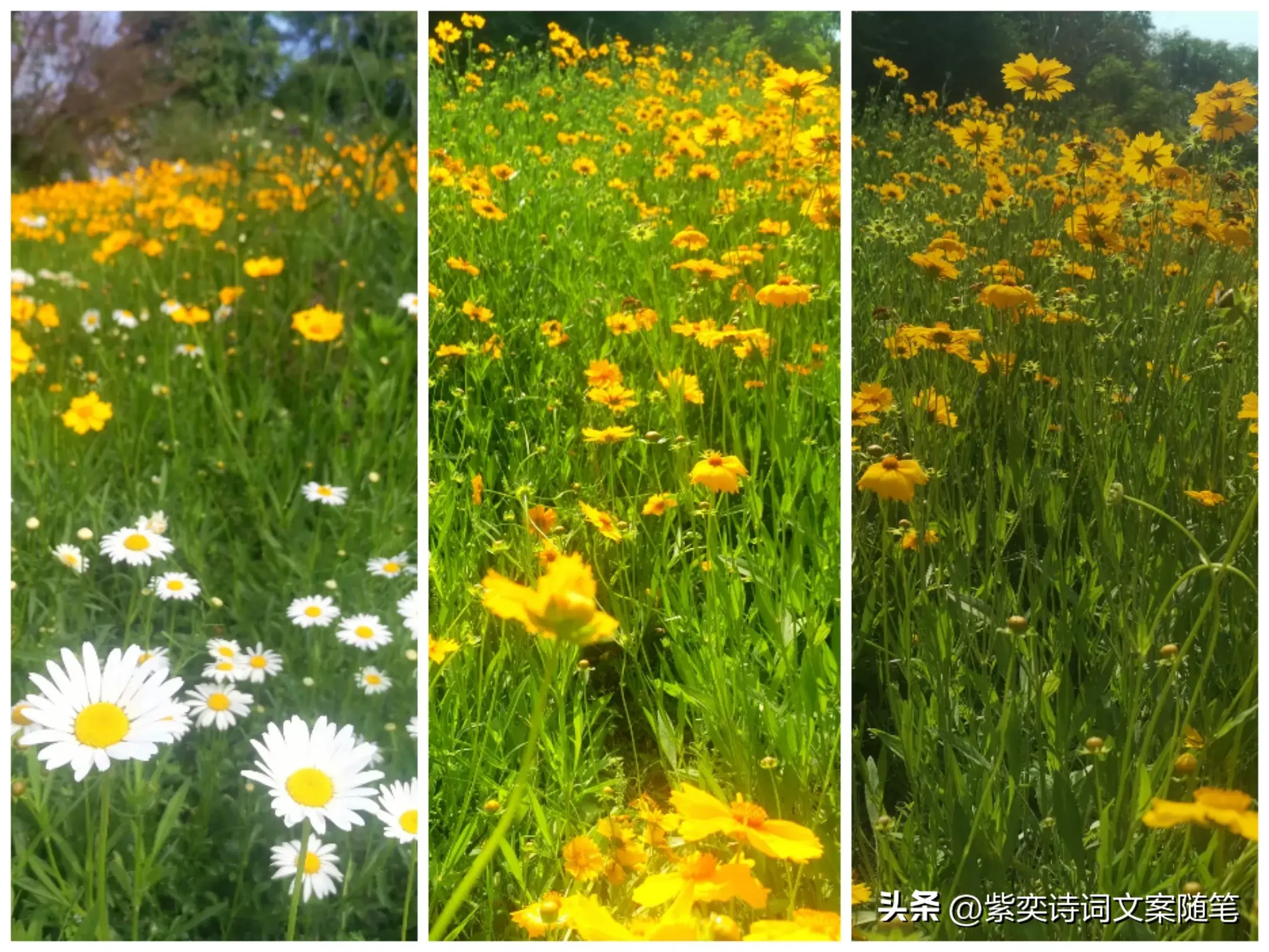 还可以这样写花？花的光芒，闪耀着永恒的美丽(图13)