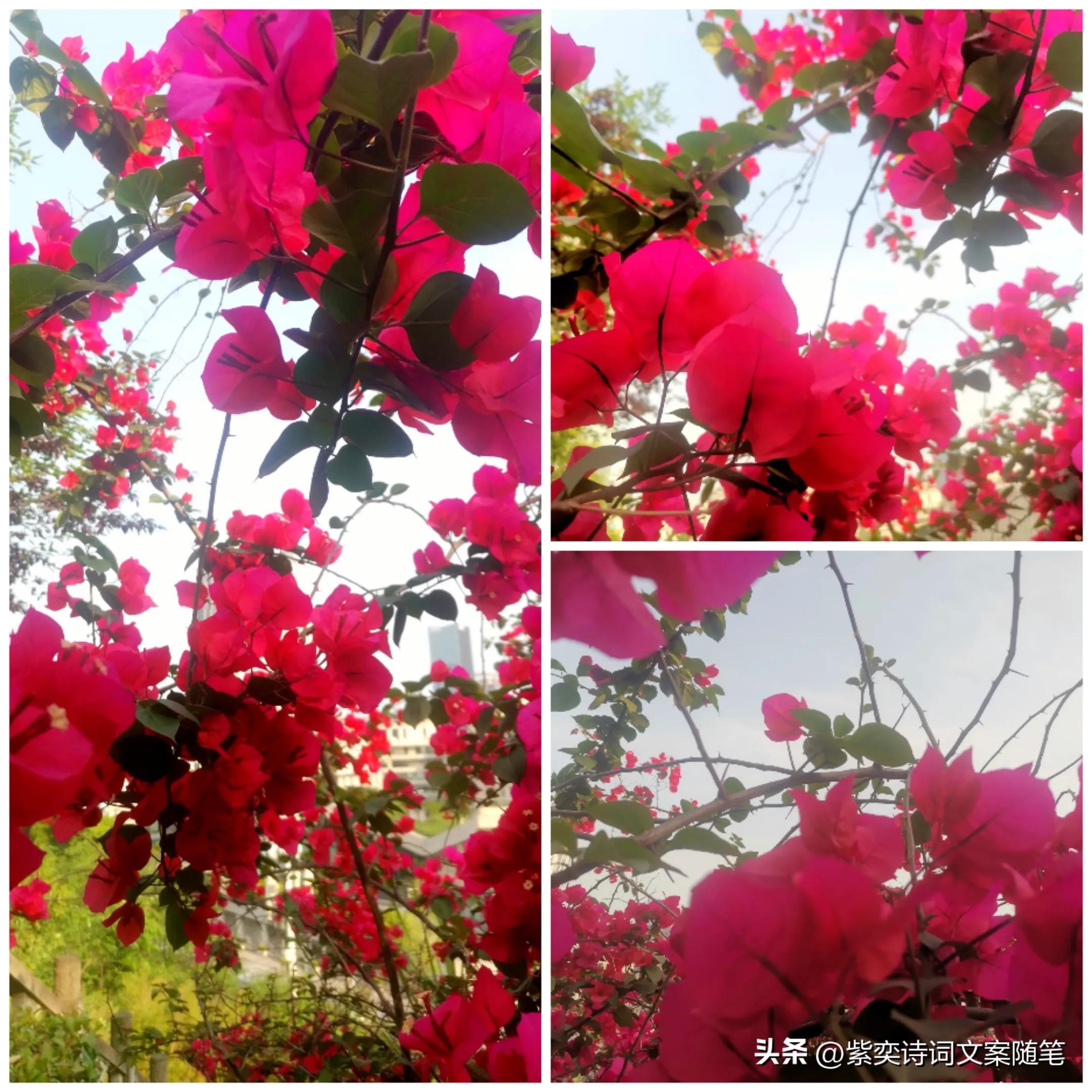 还可以这样写花？花的光芒，闪耀着永恒的美丽(图14)