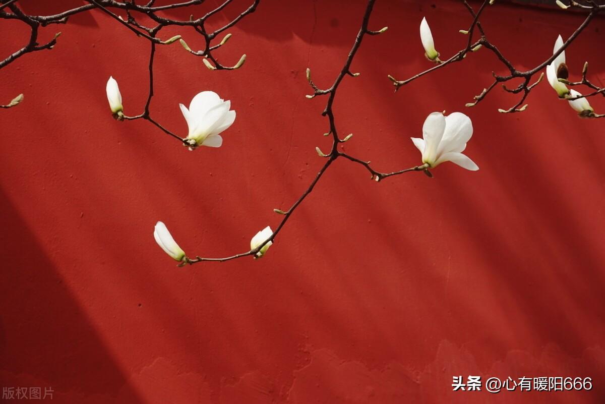 清明节文案祝福语，追思亲人的诗句，缅怀先烈感言寄语，发朋友圈(图5)