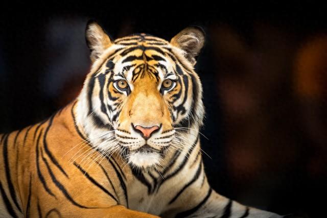 风水轮流转，生肖虎前半生过得如此艰难，后半生也该翻身享福了。(图1)