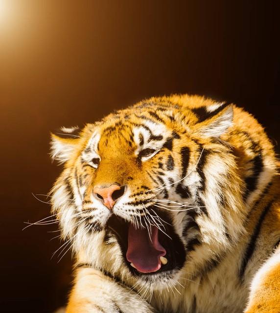 风水轮流转，生肖虎前半生过得如此艰难，后半生也该翻身享福了。(图2)