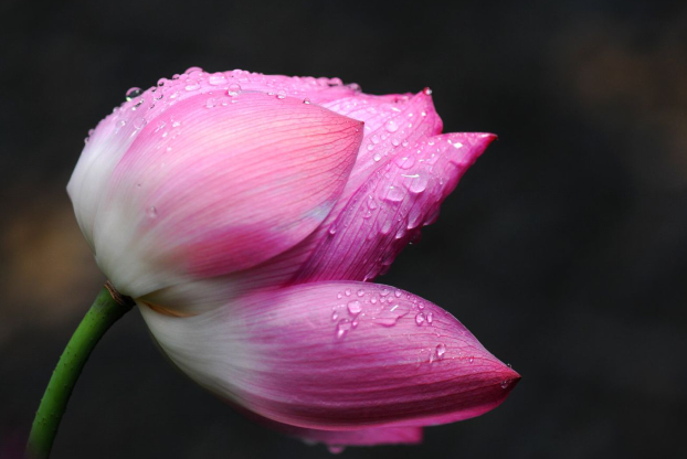 六十六条经典佛家禅语 提高你人生境界的佛家语录(图3)