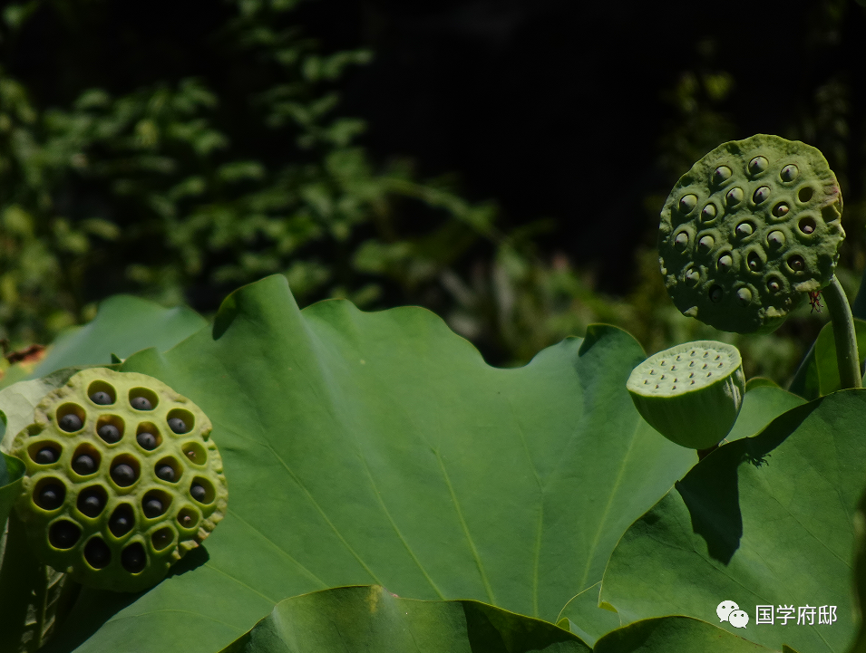 品读《宋词》，你一定得知道这60句千古名句！(图3)