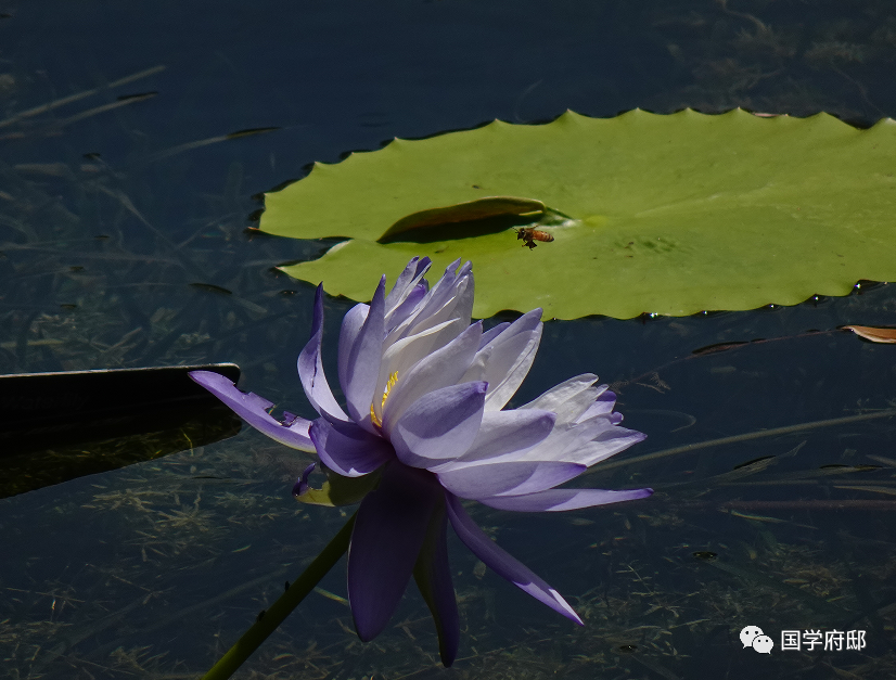 品读《宋词》，你一定得知道这60句千古名句！(图4)