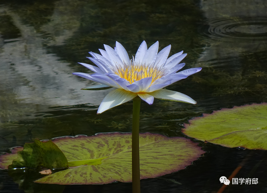 品读《宋词》，你一定得知道这60句千古名句！(图5)