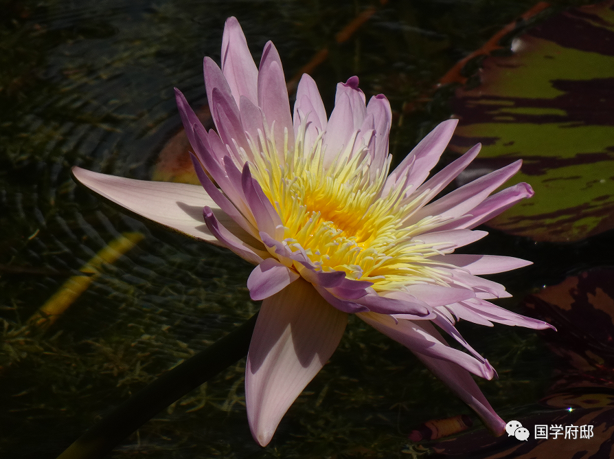 品读《宋词》，你一定得知道这60句千古名句！(图6)