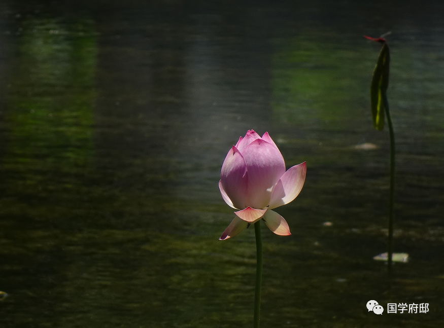 品读《宋词》，你一定得知道这60句千古名句！(图7)