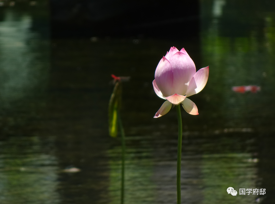 品读《宋词》，你一定得知道这60句千古名句！(图8)