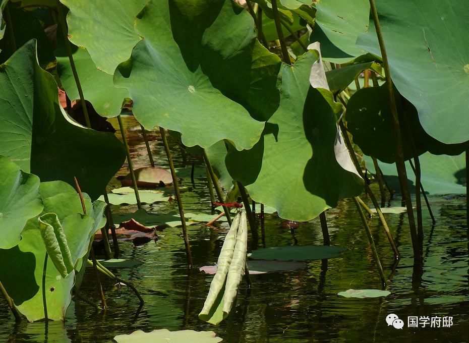 品读《宋词》，你一定得知道这60句千古名句！(图9)