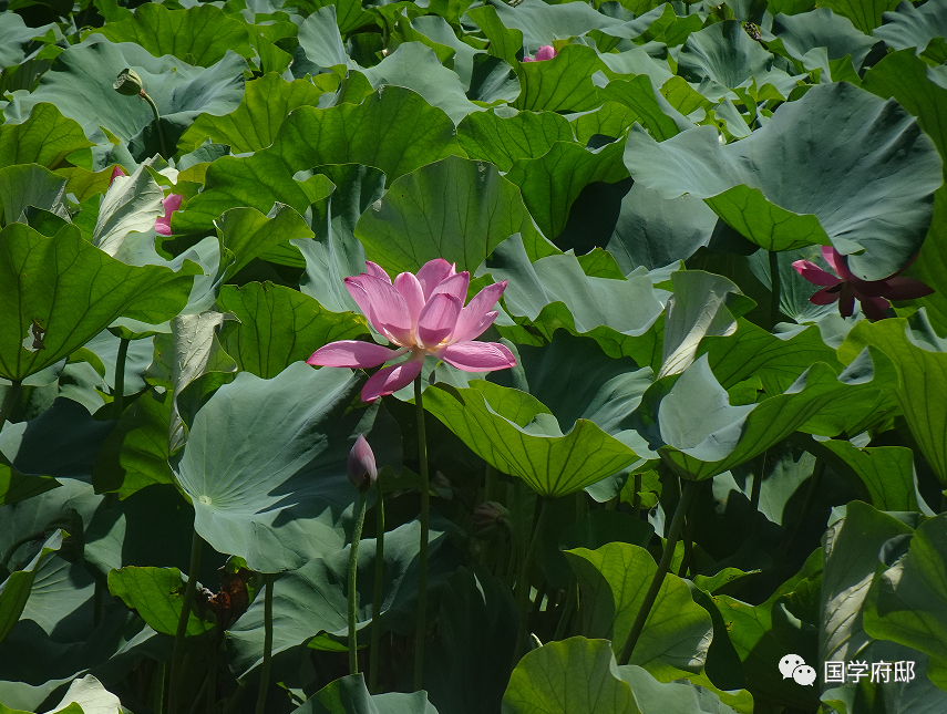 品读《宋词》，你一定得知道这60句千古名句！(图11)