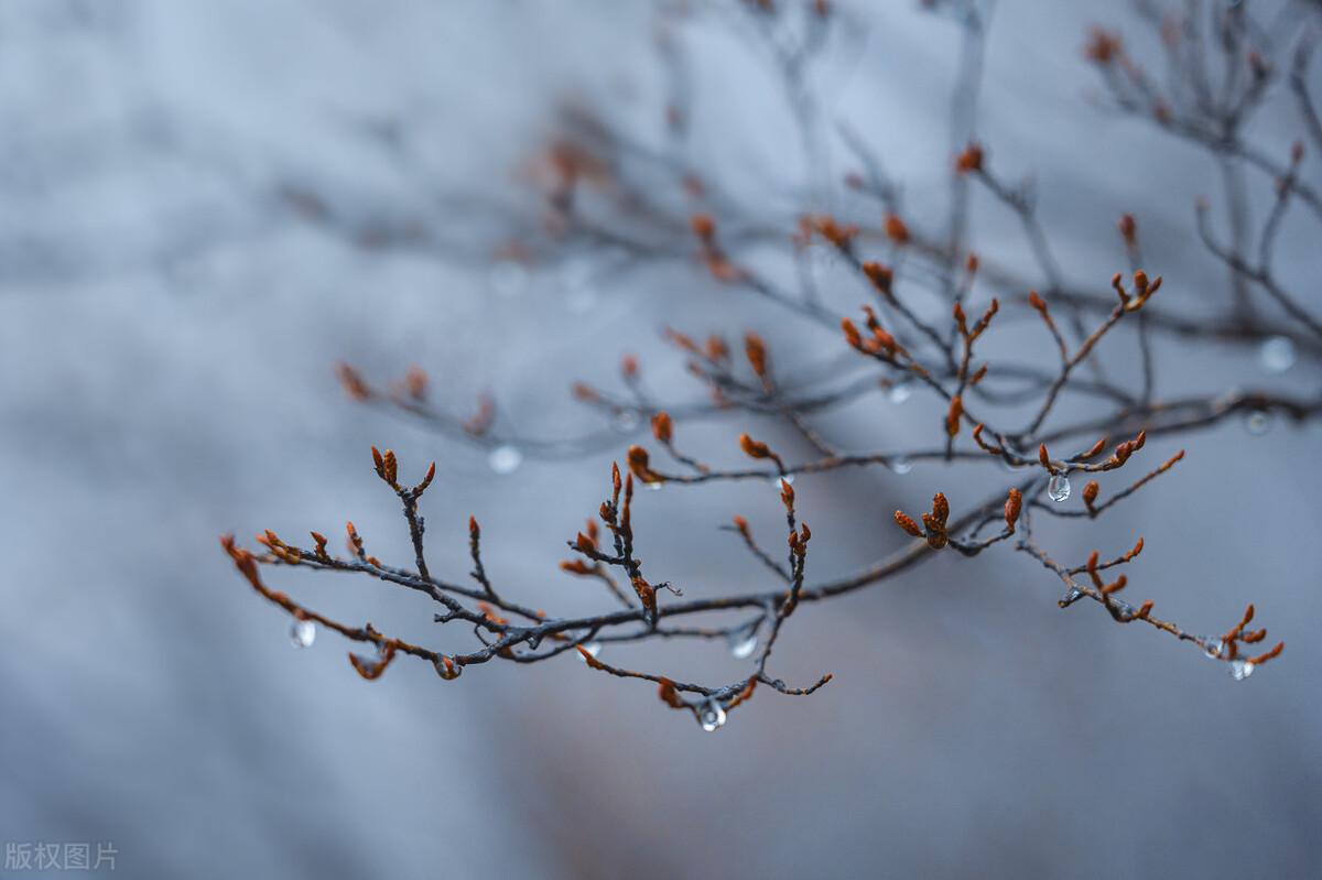 春雨古诗词200句【雨水】(图6)