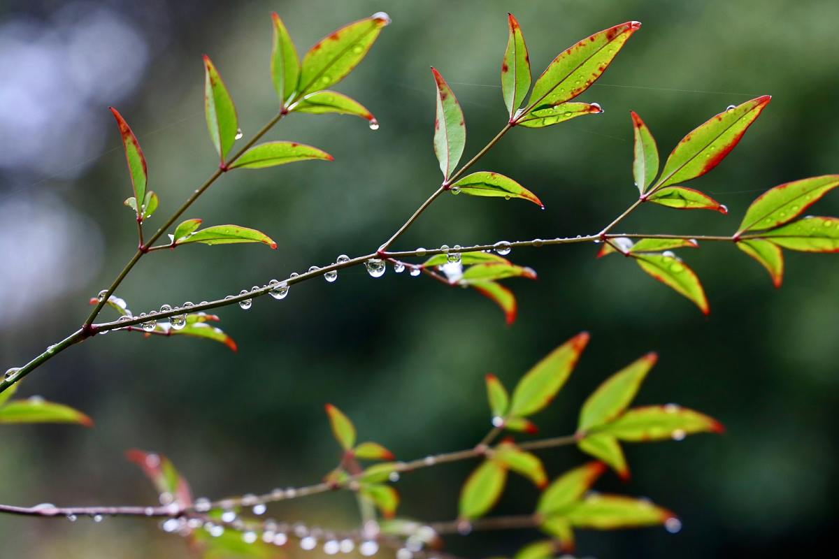 春雨古诗词200句【雨水】(图13)
