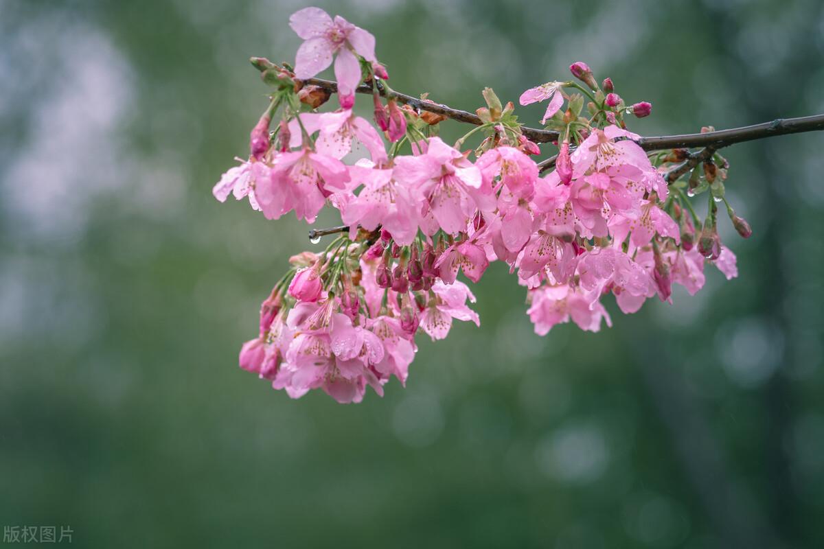 春雨古诗词200句【雨水】(图18)