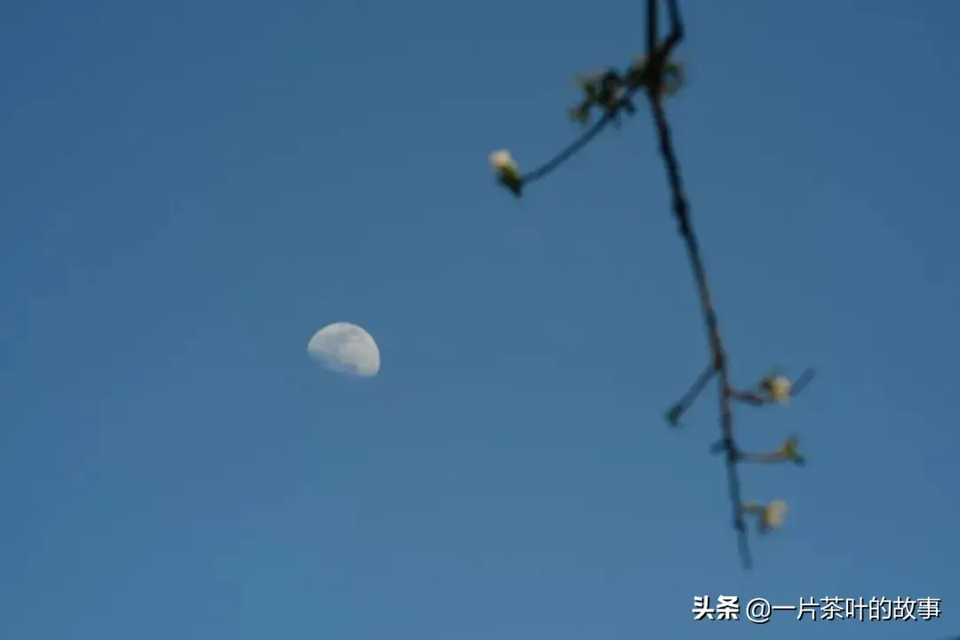 茶苦如生命，茶香如爱情，茶淡如清风(图1)