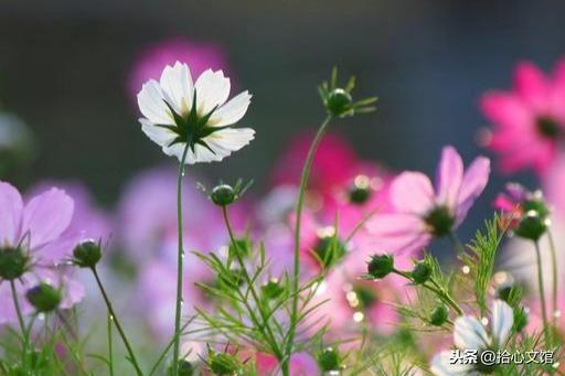 滴水之恩，当涌泉相报；受人恩惠，应没齿难忘(图1)